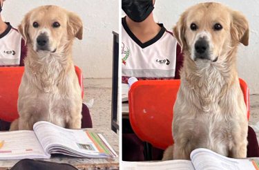 Professora deixa cão ficar em sua classe: ele sentou e prestou mais atenção do que os alunos