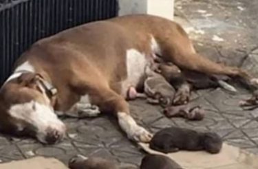 Cão dá à luz na calçada e desmaia quando a ajuda chega para proteger seus filhotes