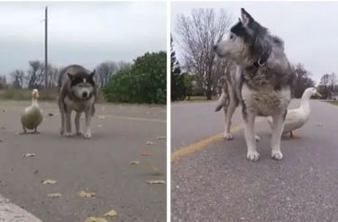 Um cachorro resgatado e um pato tornam-se melhores amigos