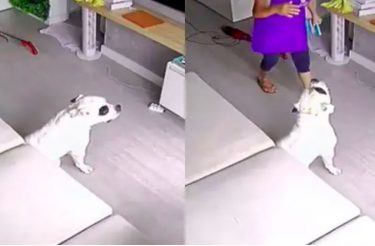 Em segredo, mulher instala câmera de segurança e flagra diarista mimando cachorrinho