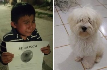 Menino procura desesperadamente por seu cachorro e emociona a internet