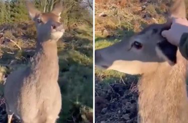 Vídeo: Caçador desiste de atirar após cervo se aproximar amigavelmente dele