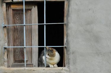 Homem termina com namorada porque ela jogou o gato dele fora: “Meu gato poderia ter morrido”