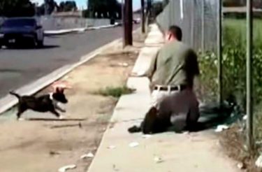 Cachorra perdida enlouquece ao ver um homem prendendo seu único filhote em uma rede