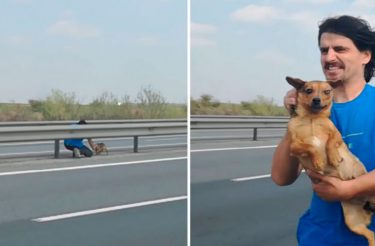 Jovem percebe um cachorro abandonado no meio da estrada e para seu carro para salvá-lo [Vídeo]