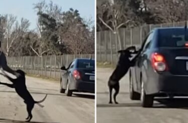 Homem acusado de abandonar cão é hostilizado mas na verdade só estava alimentando o animal