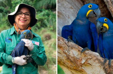 Ela é a cientista que salvou a Arara Azul da extinção