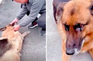 Cão policial aposentado ainda lembra de seu ex-treinador e chora de emoção ao reencontrá-lo