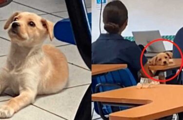 Alunos adotam cachorro resgatado e ele se torna o melhor companheiro de sala de aula