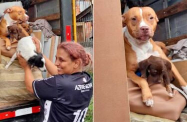 Mulher muda de casa e acomoda seus cães no caminhão de mudança: “Pra onde eu for, eles vão comigo”