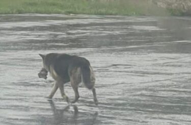 Cadela que vagou por meses com um bichinho de pelúcia na boca é acolhida