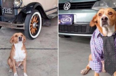 Loja de carros adota cachorro vira-lata e ele se torna o ‘gerente’ do local