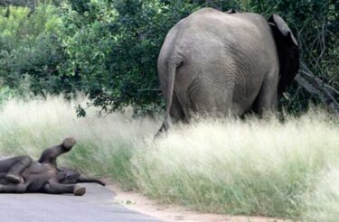 Bebê elefante faz a birra mais fofa já capturada na câmera